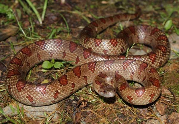 Light brown snake with smooth scales and reddish blotches.