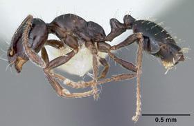 Figure 12. Little black ant.