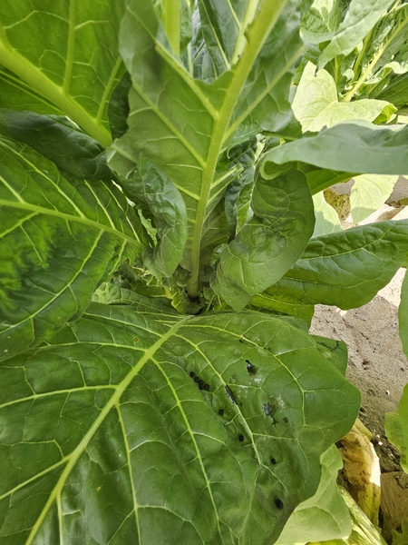 Insect frass on the leaves of a tobacco plant