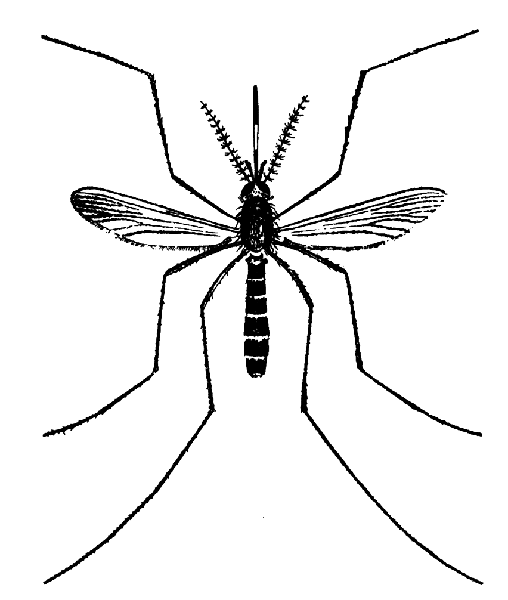 Dorsal view llustration of a Culex erraticus mosquito