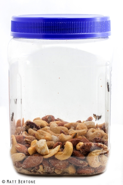 clear container with mixed nuts and small moths