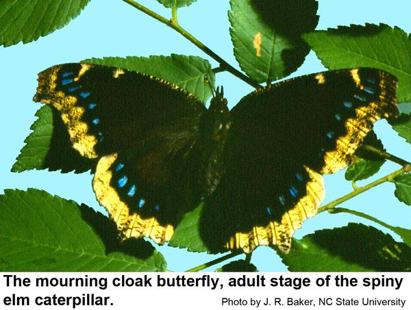 Thumbnail image for Mourning Cloak Butterfly / Spiny Elm Caterpillar