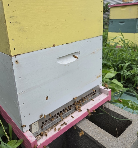 Hive with mouse guard on entrance to keep out hornets