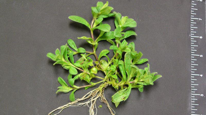 Thumbnail image for Mouseear Chickweed