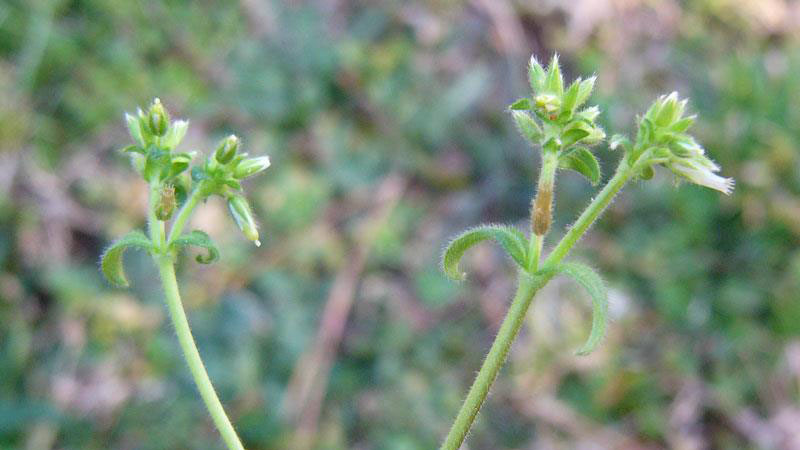 Mouseear chickweed flower color.