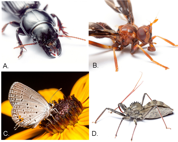 4-insects-nc-state-extension-publications