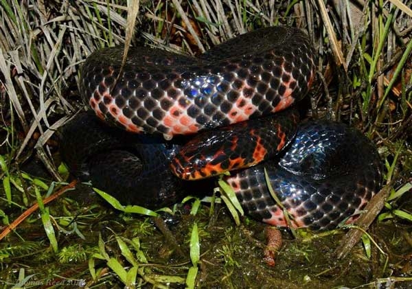 Coiled smooth black snake with ventral pink, orange, and red triangluar markings extending up the sides and around the head.