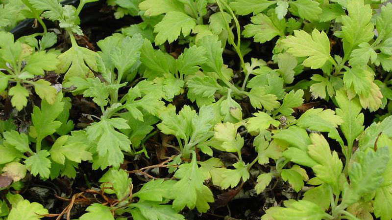 Mugwort leaf arrangement.