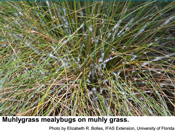 Muhly grass mealybugs