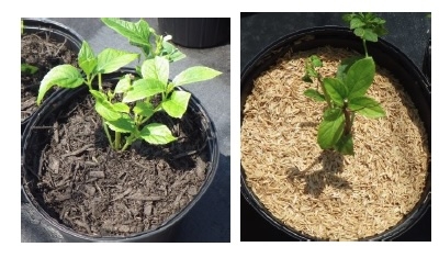 Comparison of two potted plants with different mulch types