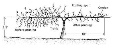 An illustration showing a trellised muscadine vine fruiting spurs before and after pruning with the vine 5 ½ feet from the ground and the cordon growing 10 feet from the trunk.