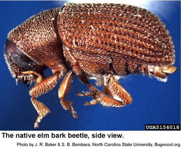 native elm bark beetle