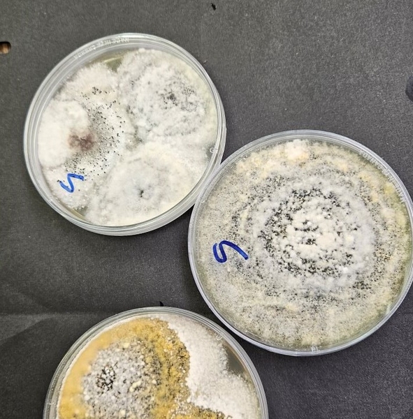 Three Petri dishes with white to sulfur-colored mycelial growth and black spores