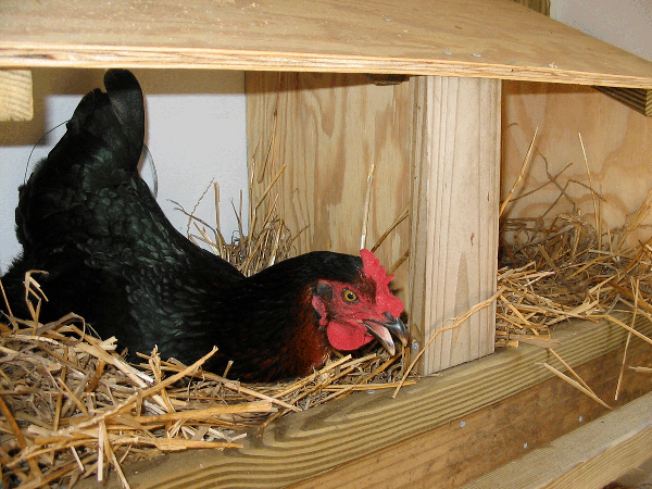 A black chicken sits in straw in a wooden nest box