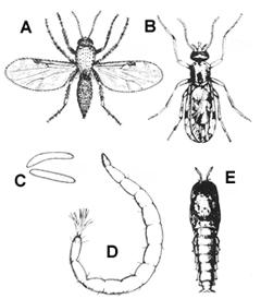 Figure 1. Biting midge. A-B. Adults. C. Egg. D. Larva. E. Pupa.