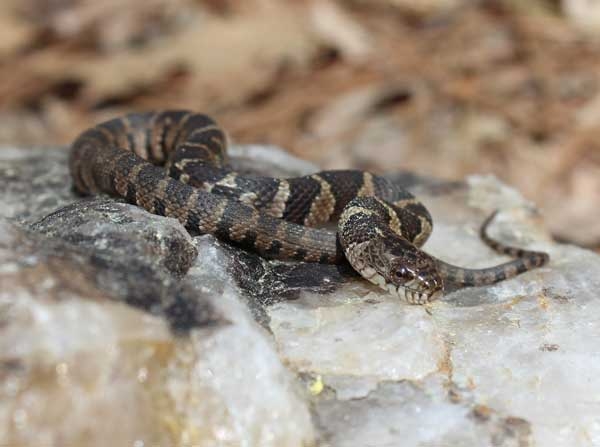 Greyish brown snake with rough scales and dark brown cross bands that alternate toward the posterior.