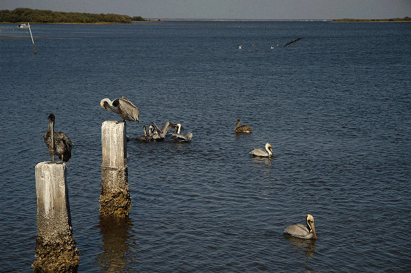 Pelicans on pilings and in the water at the coast.