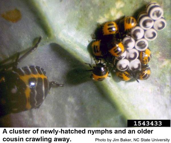 Photo of harlequin bug nymphs