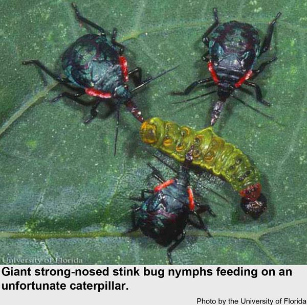 Giant strong-nosed stink bug nymphs