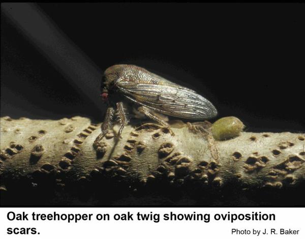 A dark oak treehopper and its oviposition scars on an oak twig.