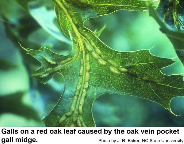 Oak vein pocket gall