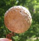 Figure 12. Mature oak apple galls, Amphibolips confluenta