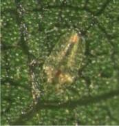 Figure 4. Oak lecanium scale 1st instar settled on willow oak.