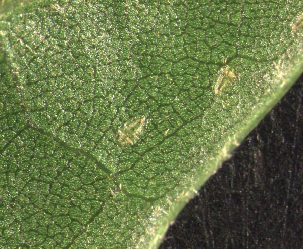 Lecanium scale nymphs on oak leaves.