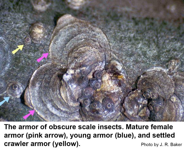 Thumbnail image for Obscure Scale Insect