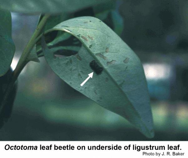 Octotoma leaf beetle on lower surface of ligustrum leaf.