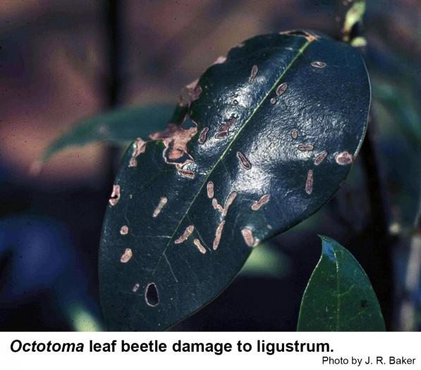Octotoma leaf beetle damage to ligustrum