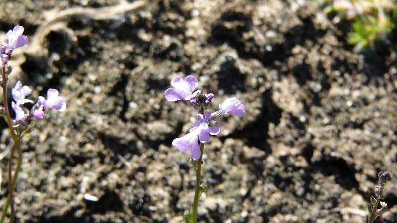 Oldfield toadflax flower color.