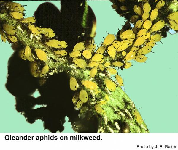 Oleander aphids on milkweed
