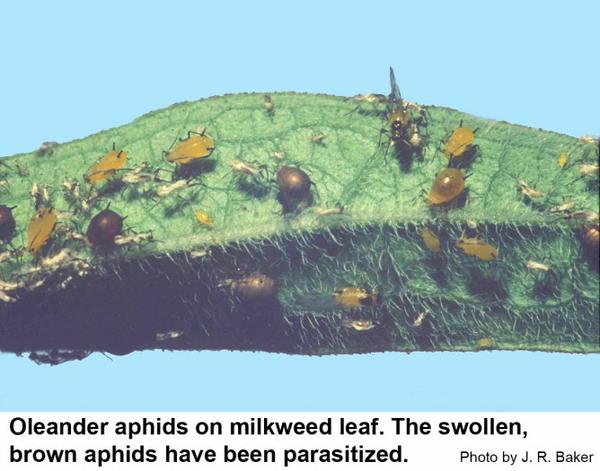 Oleander aphids on milkweed leaf. The swollen brown aphids have been parasitized.