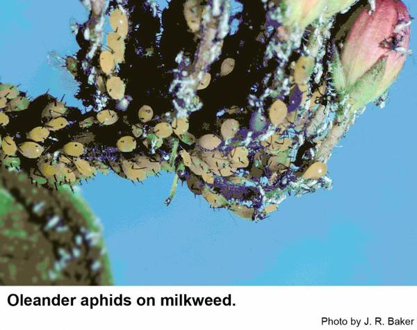 Oleander aphid populations can be dense on milkweed.
