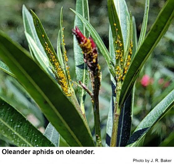 Oleander aphids on oleander