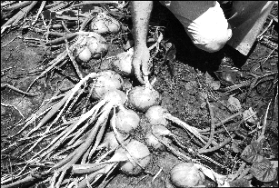 Figure 1. North Carolina onions ready for harvest.