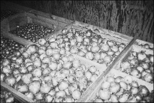 Figure 3. Onions drying in a box-type tobacco barn.