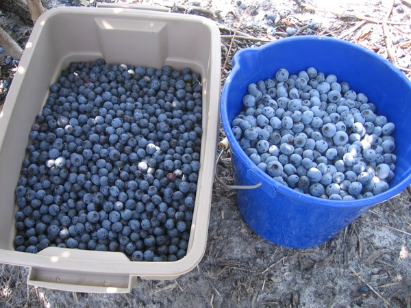 Blueberry fruit color
