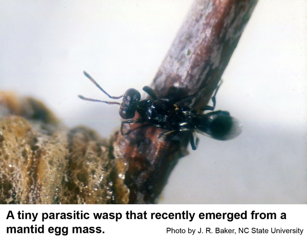 parasitic wasp is