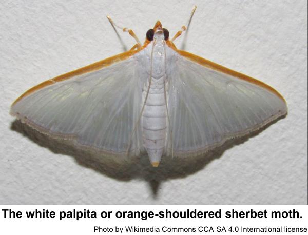 The white palpita or Orange-Shouldered Sherbet Moth