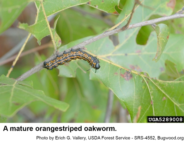A mature orangestriped oakworm
