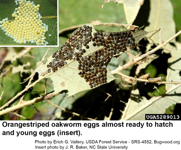Orangestriped oakworm eggs almost ready to hatch and young eggs (insert)