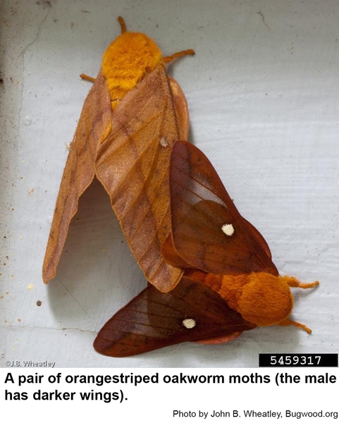 A pair of Orangestriped oakworm moths (the male has darker wings).
