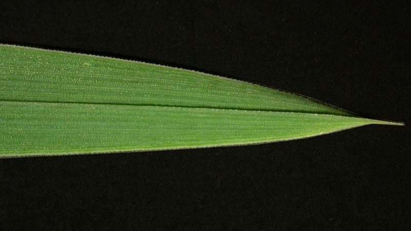 Orchardgrass leaf blade tip