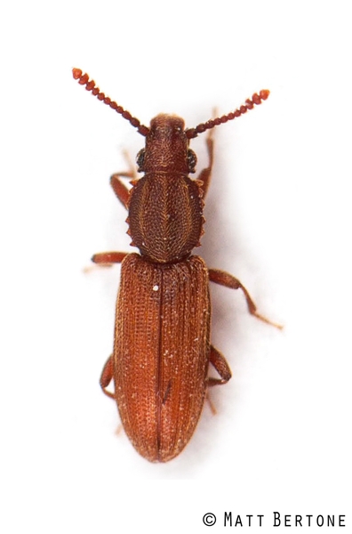 Long brownish red beetle with saw-like teeth around the neck (pronotum)