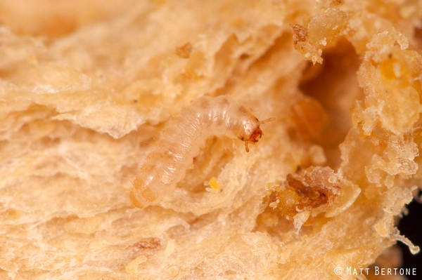 Worm-like beetle larva in food. Larva has short antennae and well-developed mandibles.