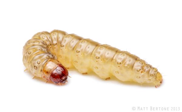 European corn borer larva.