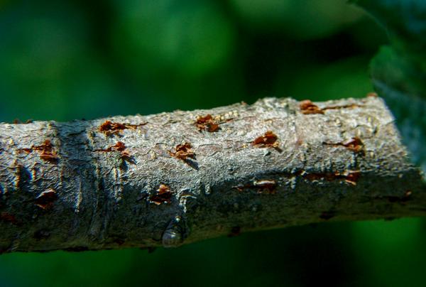 Periodical cicada oviposition scars