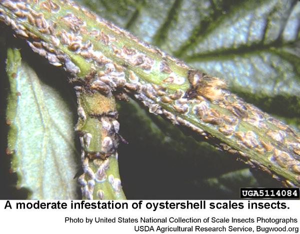 Oystershell Scale Insect on Ornamental Plants